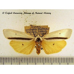 /filer/webapps/moths/media/images/H/heterogyna_Ilemodes_A_OUMNH.jpg