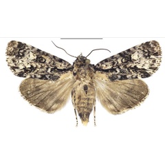 /filer/webapps/moths/media/images/F/forsteri_Megalonycta_AF_Behounek_02.jpg