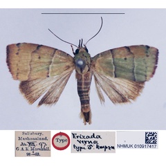 /filer/webapps/moths/media/images/V/verna_Erizada_HT_NHMUK.jpg