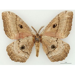 /filer/webapps/moths/media/images/T/terrali_Gynanisa_HT_RBINSb.jpg