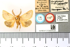 Natada chrysaspodes