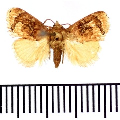 /filer/webapps/moths/media/images/A/alianta_Niphadolepis_AF_BMNH.jpg