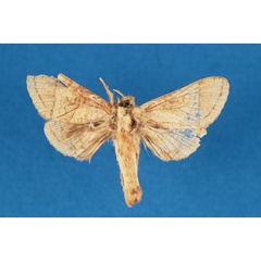 /filer/webapps/moths/media/images/C/clenchi_Haberlandia_HT_RMCA.jpg