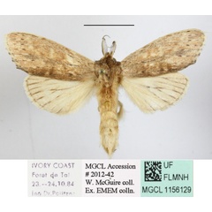 /filer/webapps/moths/media/images/S/sexpuncta_Arciera_A_MGCLa_02.JPG