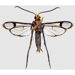 /filer/webapps/moths/media/images/P/pterotarsa_Tipulamima_AM_ANHRTb.jpg