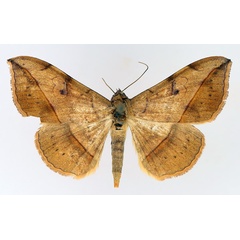 /filer/webapps/moths/media/images/I/irrorata_Anticarsia_AM_TMSA_02.jpg