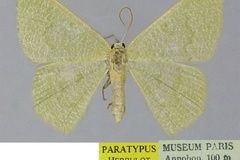 Chlorissa annobonica