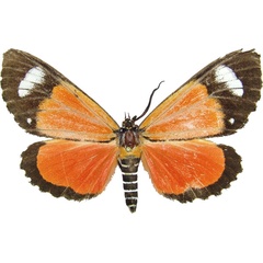 /filer/webapps/moths/media/images/S/similis_Phaegorista_AM_MCJM.jpg