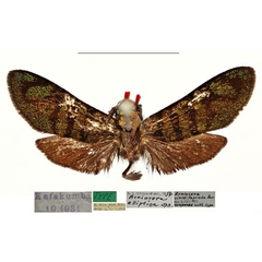 /filer/webapps/moths/media/images/E/elliptica_Arniocera_HT_RBINS.jpg