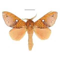 /filer/webapps/moths/media/images/G/guttata_Hypotrabala_AM_ANHRT.jpg