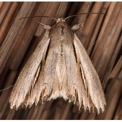 /filer/webapps/moths/media/images/P/perstriata_Mimleucania_A_Heyns.jpg