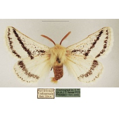 /filer/webapps/moths/media/images/B/bistrigata_Phiala_AM_TMSA_02.jpg