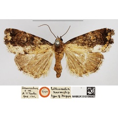 /filer/webapps/moths/media/images/N/normalis_Lithacodia_HT_NHMUK.jpg