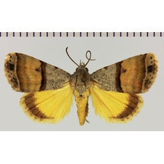 /filer/webapps/moths/media/images/M/marthae_Ozarba_AM_MNHN.jpg