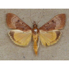 /filer/webapps/moths/media/images/G/gilvata_Uresiphita_A_Butler_01.jpg