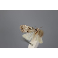 /filer/webapps/moths/media/images/M/megasema_Nola_HT_BMNH.jpg