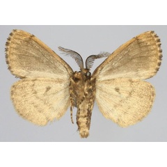 /filer/webapps/moths/media/images/L/lichenodes_Volana_AM_Golovizinb.jpg