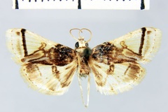 Syllepte idalis
