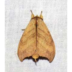 /filer/webapps/moths/media/images/D/denticulata_Pseudobarobata_M_Bergsma.jpg