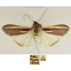 /filer/webapps/moths/media/images/C/chrysota_Cucullia_AM_TMSA_02.jpg