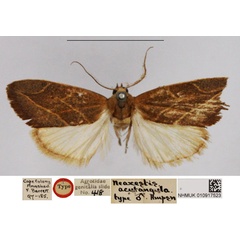 /filer/webapps/moths/media/images/A/acutangula_Neaxestis_HT_NHMUK_dmFCSwf.jpg