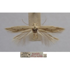 /filer/webapps/moths/media/images/N/neosirota_Aristotelia_FPT_TMSA.jpg
