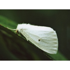 /filer/webapps/moths/media/images/P/pallida_Bombycomorpha_A_Roland_01.jpg