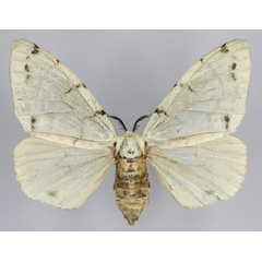 /filer/webapps/moths/media/images/V/velutina_Lymantica_AF_Golovizin.jpg
