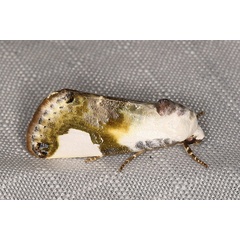 /filer/webapps/moths/media/images/M/mionides_Acontia_A_Heyns_02.JPG