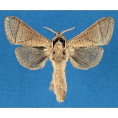/filer/webapps/moths/media/images/L/legraini_Haberlandia_HT_RMCA_QPo60Vv.jpg