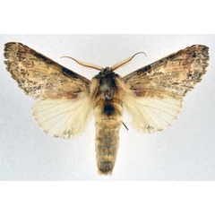 /filer/webapps/moths/media/images/C/cotytto_Ulinella_AM_NHMO.jpg