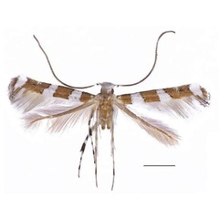 /filer/webapps/moths/media/images/C/convexa_Cryptolectica_HT_RBINS.jpg