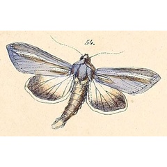 /filer/webapps/moths/media/images/P/pallidistria_Cucullia_HT_Felder_108_54.jpg