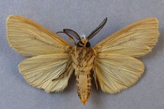 Popoudina linea