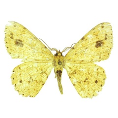 /filer/webapps/moths/media/images/A/aristophanousi_Afroracotis_HT_ANHRT.jpg