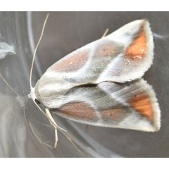 /filer/webapps/moths/media/images/P/piperitella_Neaxestis_A_Klimsaa.jpg