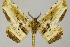 Geolyces penumbrata