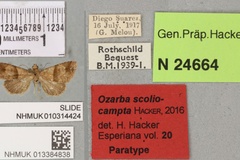 Ozarba scoliocampta