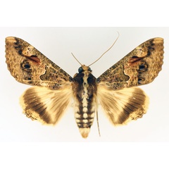 /filer/webapps/moths/media/images/C/chlorea_Sphingomorpha_AF_TMSA_02.jpg