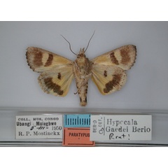 /filer/webapps/moths/media/images/G/gaedei_Hypocala_PT_RMCA_02.jpg