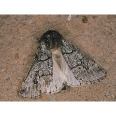 /filer/webapps/moths/media/images/A/aenigma_Leucochlaena_A_Roland_02.jpg