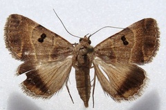 Plecopterodes moderata