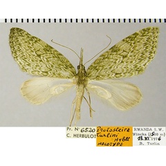 /filer/webapps/moths/media/images/T/turlini_Protosteira_HT_ZSMa.jpg