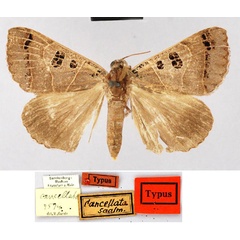 /filer/webapps/moths/media/images/C/cancellata_Toxocampa_HT_MNUL.jpg