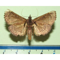 /filer/webapps/moths/media/images/S/suffusalis_Bostra_A_Goffb_01.jpg