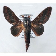/filer/webapps/moths/media/images/T/trilineata_Pachytrina_AM_Ihle_01.jpg