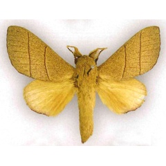 /filer/webapps/moths/media/images/A/androphila_Pachypasa_HT_MfN.jpg