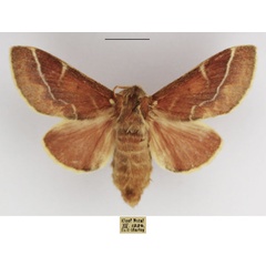 /filer/webapps/moths/media/images/C/carinata_Streblote_AF_TMSA_03.jpg