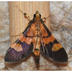 /filer/webapps/moths/media/images/F/floridalis_Aethaloessa_A_Klimsa.jpg