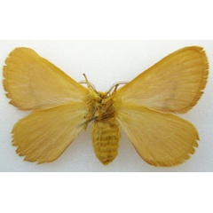 /filer/webapps/moths/media/images/M/monteironis_Phasicnecus_HT_NHMUKb.jpg